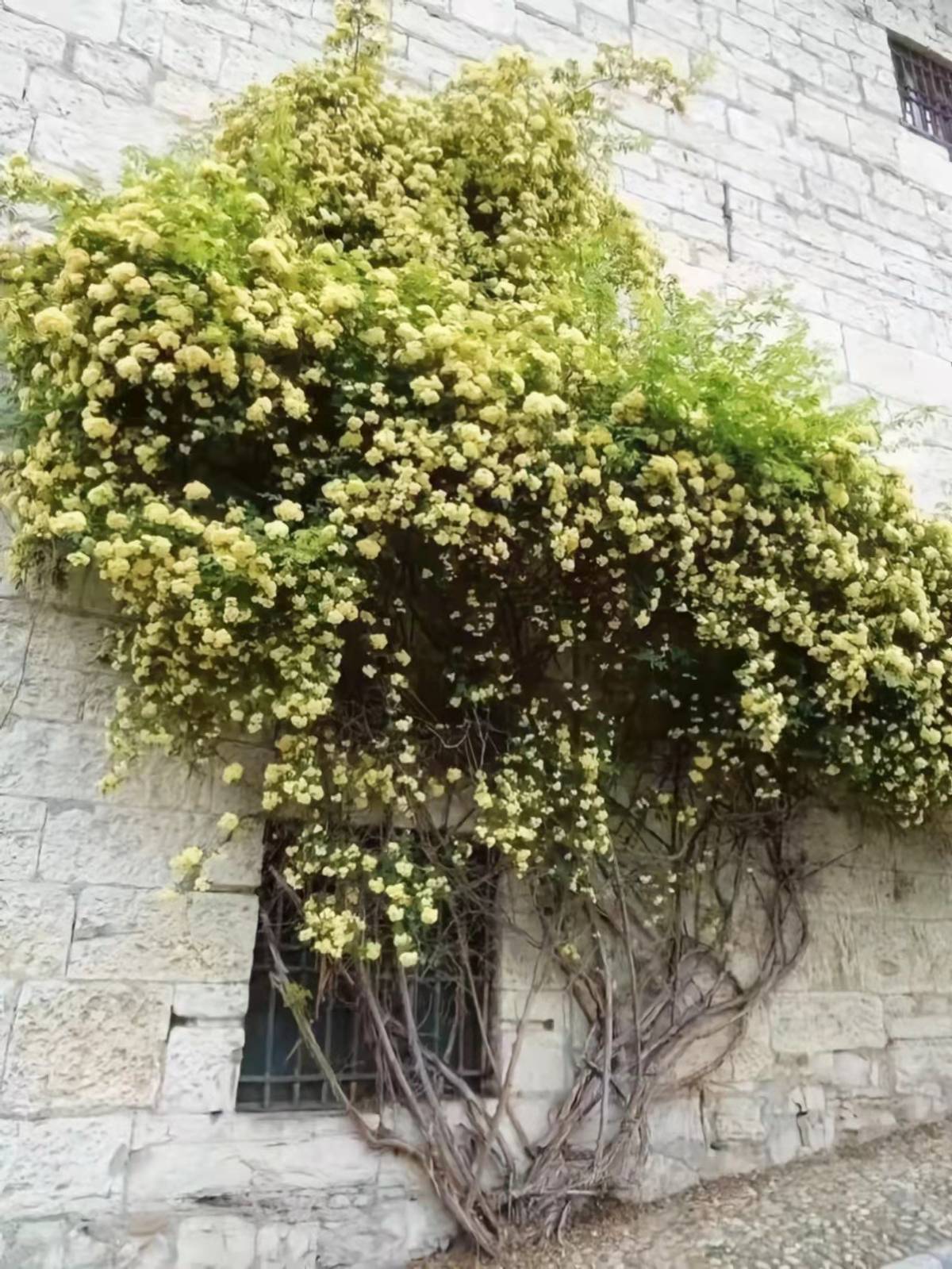 北方爬藤耐寒花香植物图片