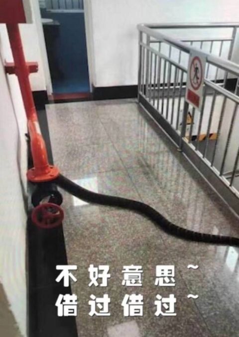 qnews|贵州贞丰一水电站出现3米剧毒眼镜蛇 消防捕蛇放生