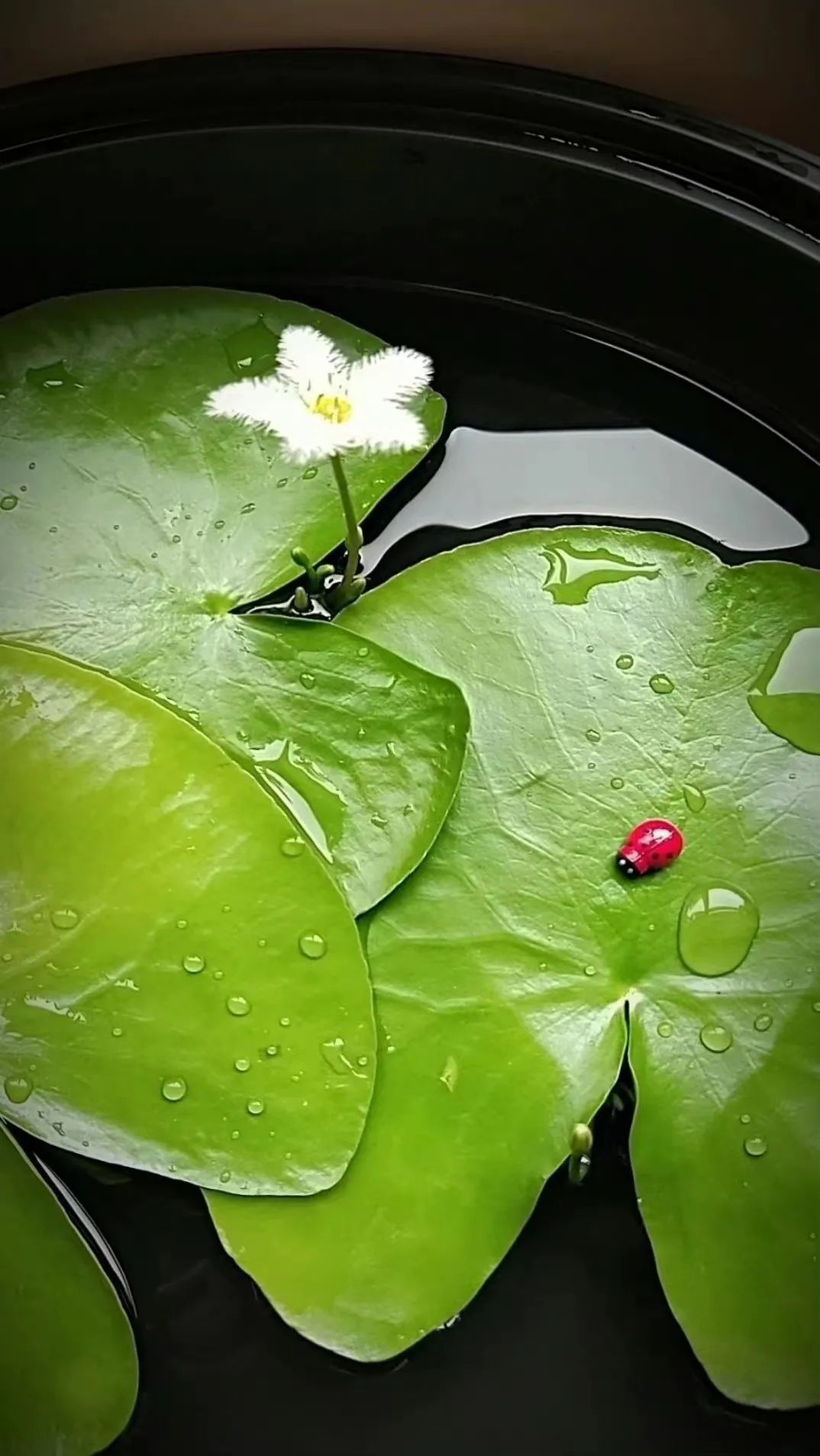 一叶莲,水中的小清新