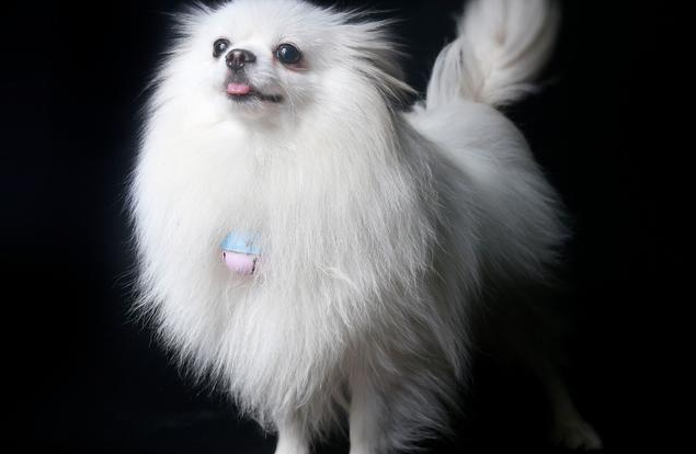 为什么有人说不要轻易养博美犬,养它有什么"危害"呢?