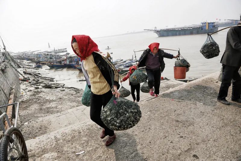 赶海归来的蟳埔女挑着海蛎赶往集市