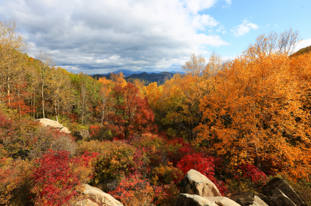 太美了!每年这时,怀柔属它"红"!