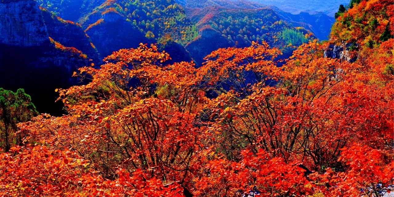 十万亩红叶大片来袭 焦作 青天河 红叶节正式启幕 中原各地 精彩中原网