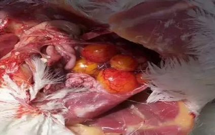 养殖知识——蛋鸭卵黄性腹膜炎分析|晨源生物