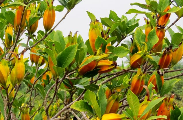 山栀子,你肯定认识,但它的功效,你未必知道,告诉你,它的妙用