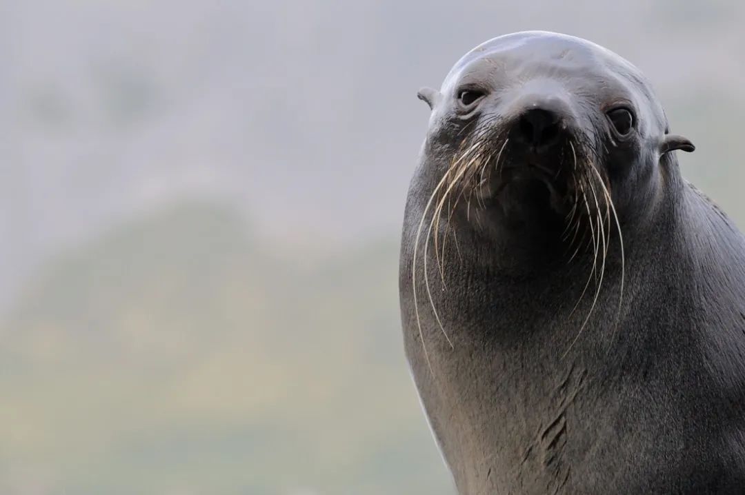 难以置信,一张海狗皮竟然那么值钱!