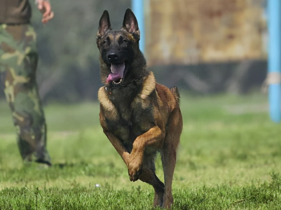 原来"马犬"这么可怕,怪不得那么多人"望而却步"