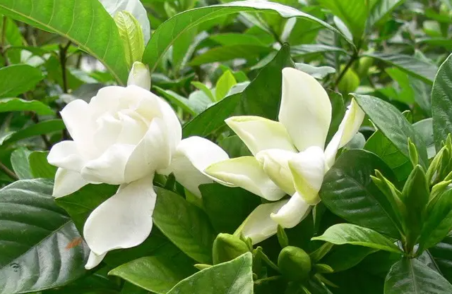 山栀子,你肯定了解,但它的功效,你未必知晓,揭秘它的奥秘