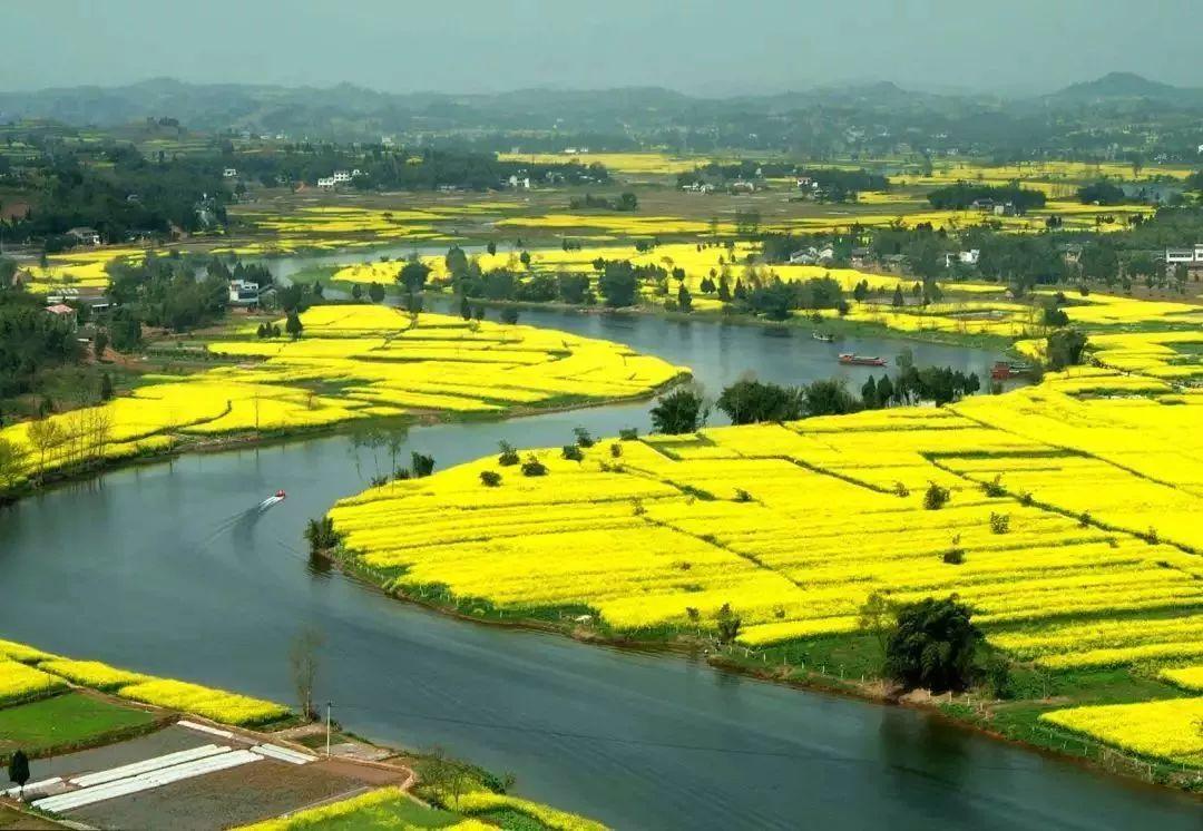 重庆油菜花基地图片