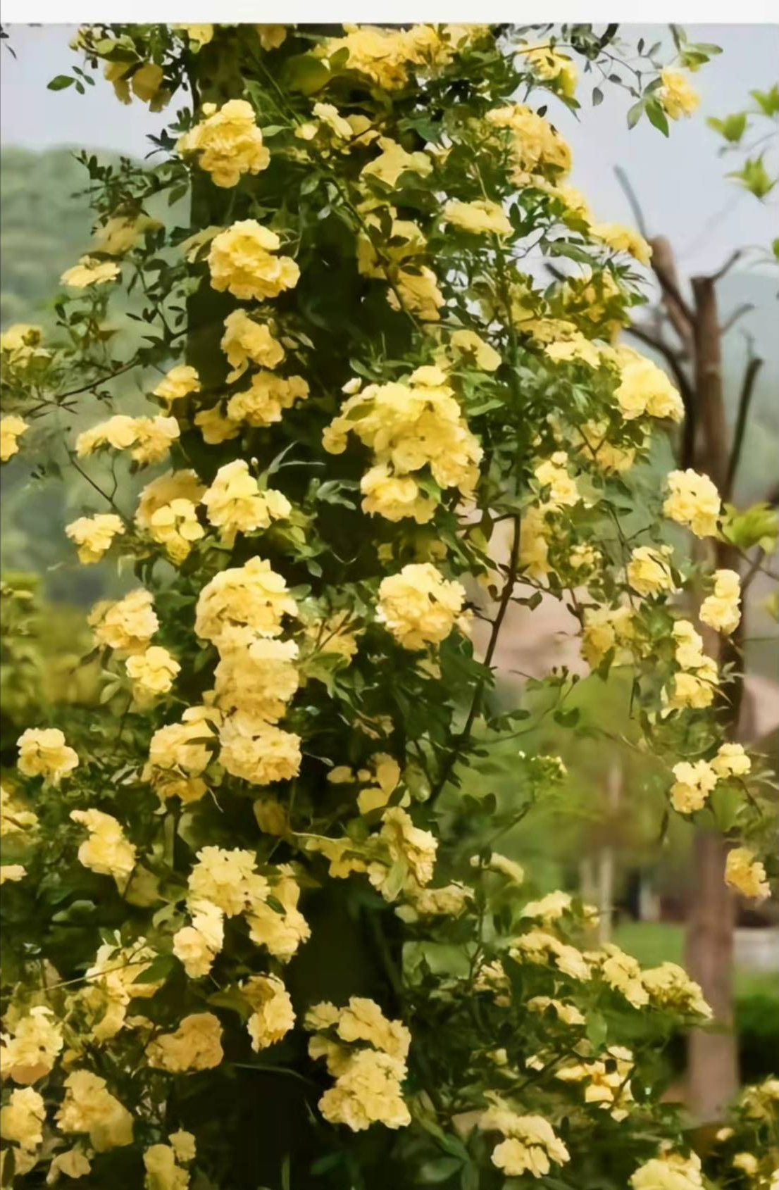 爬藤界新宠"黄木香",色彩鲜艳,花香浓郁,适合打造花墙