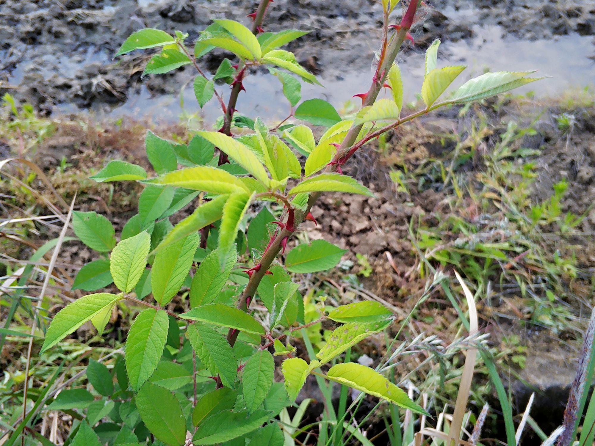 这种树满身是刺,剥皮可以当水果吃,味道不比甘蔗差