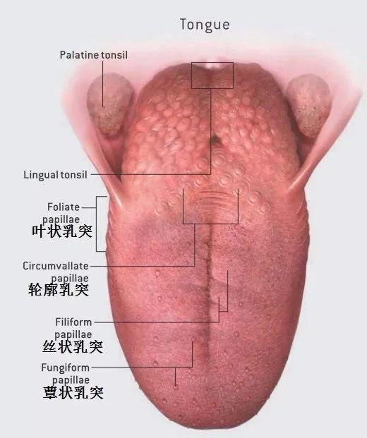 菌状乳头炎的症状图片图片