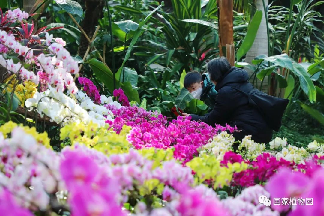 國家植物園蘭花展明星之花——「明日之星」彗星蘭