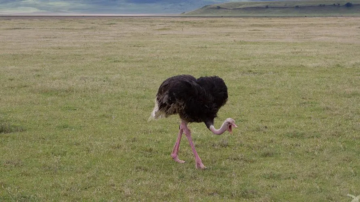 鸵鸟不是傻鸟,埋头躲避天敌是谣传,一天埋头4000次的鸵鸟在干啥