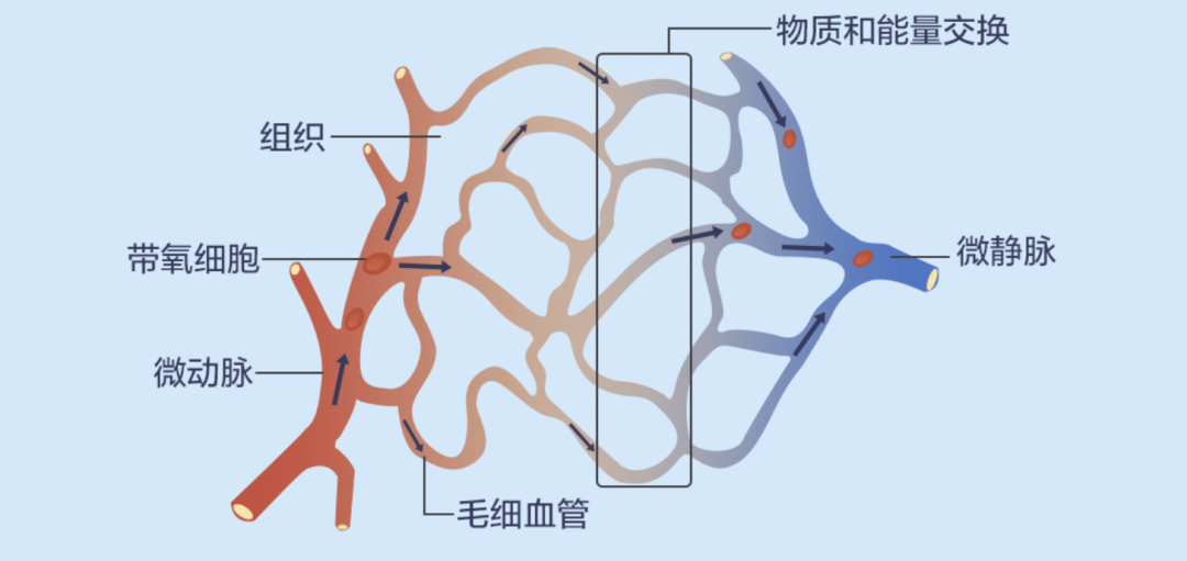 微血流紊乱示意图高清图片