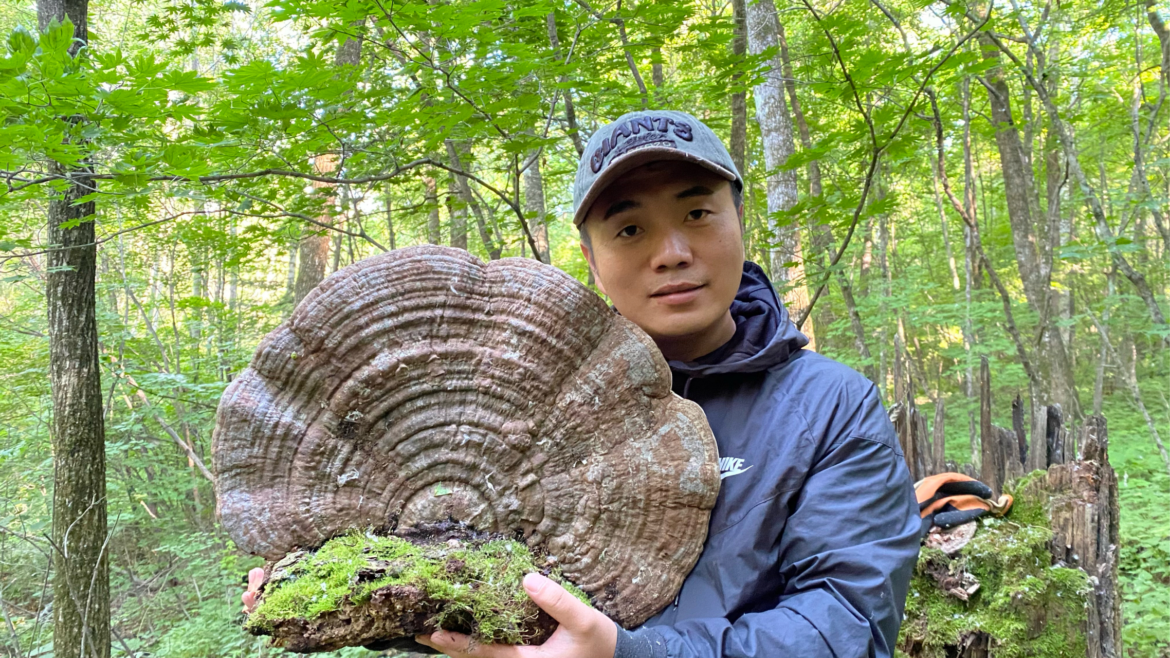 长白山有一种驱蚊的老牛干,可是想使用,需要进行"特殊"处理