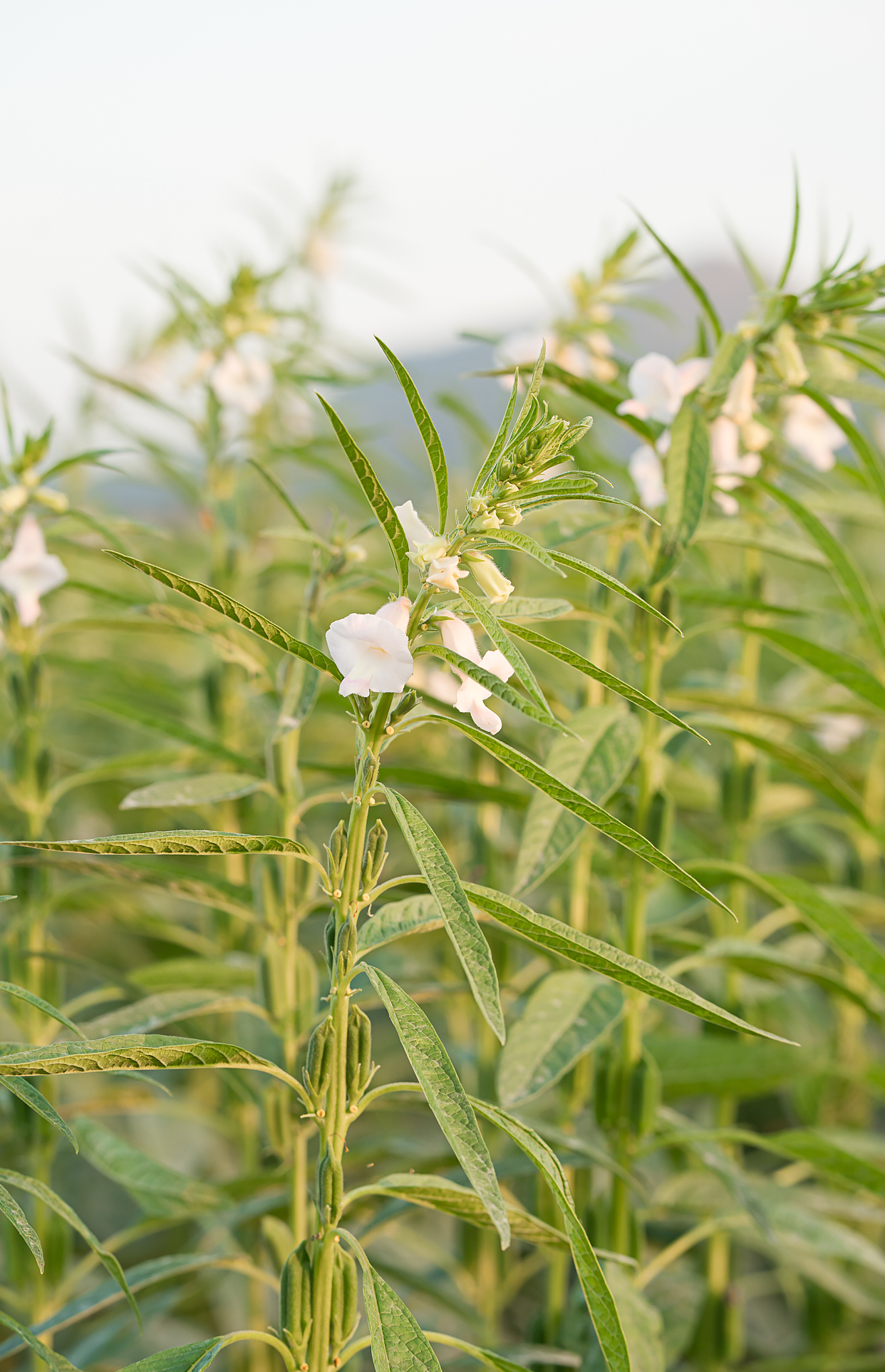 能榨油的植物大全图片图片