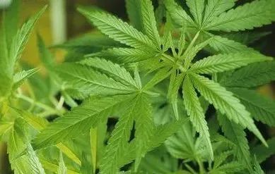 电子烟"却被不法分子掺入了四氢大麻酚或合成大麻素类新精神活性物质