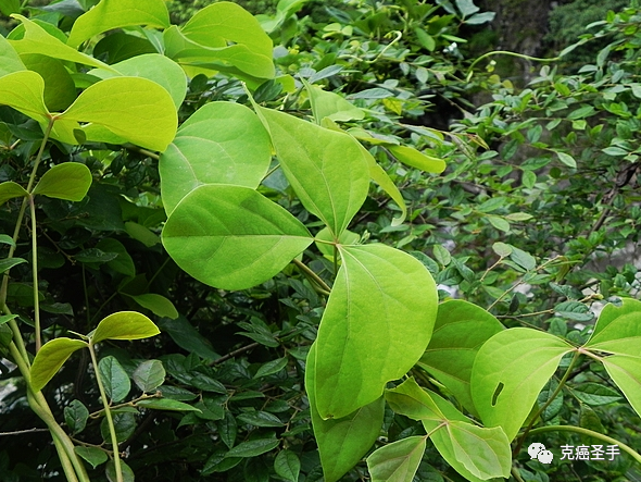 大血藤(大活血,血膝,红藤)