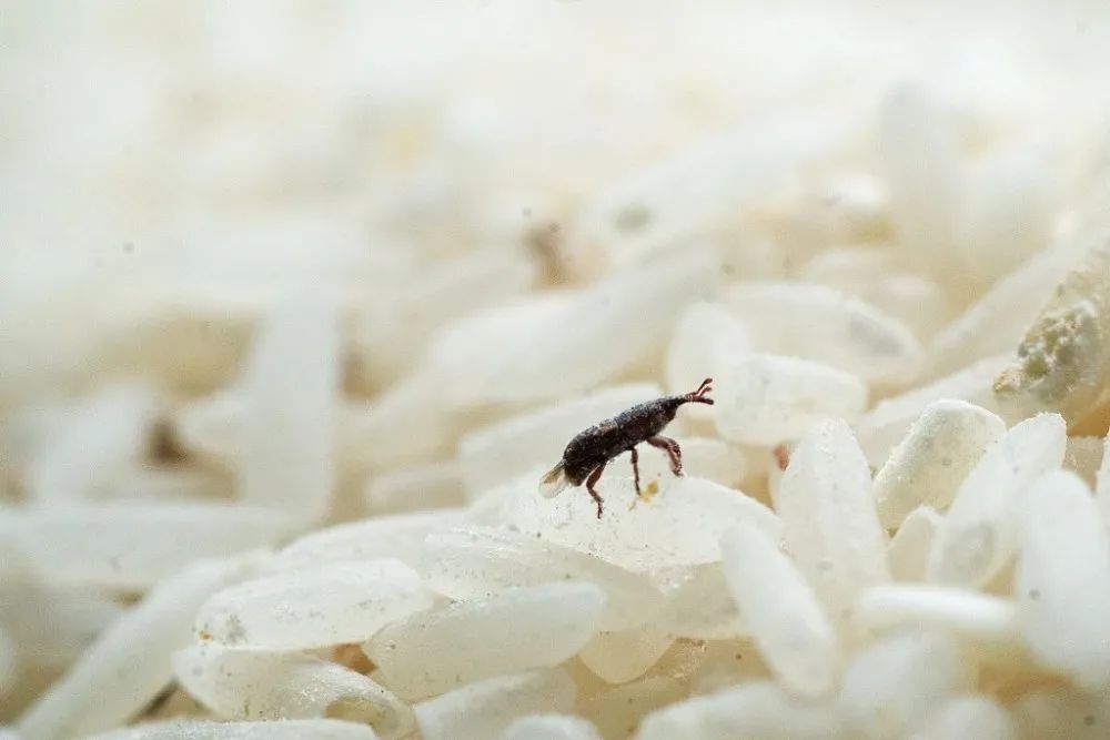 米虫最怕"它",米袋里放上几个,大米再也不生虫,好绝招赶紧学