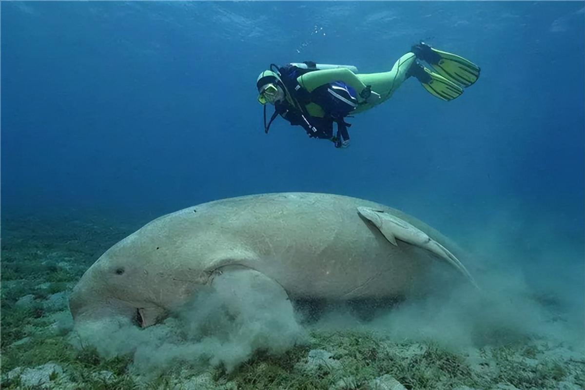 像美人魚的怪物,是海牛?