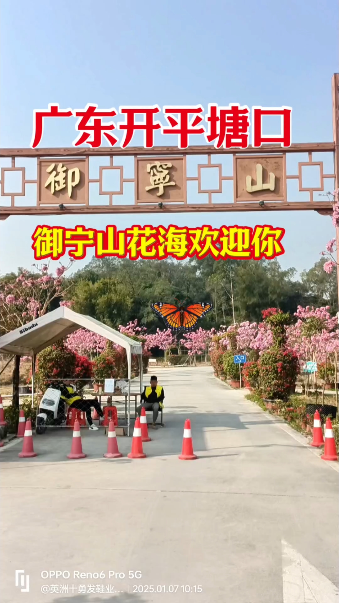 广东开平塘口御宁山花海内容原创自摄