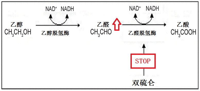 男子1斤白酒12粒头孢没有发生双硫仑样反应医生大惑不解