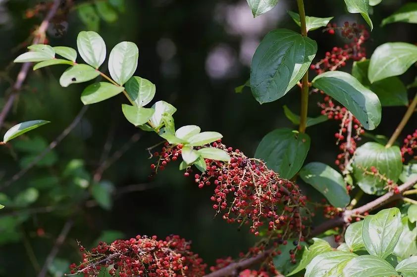 农村8种常见的有毒植物,别乱碰别乱吃,赶紧收藏并告诉家里人