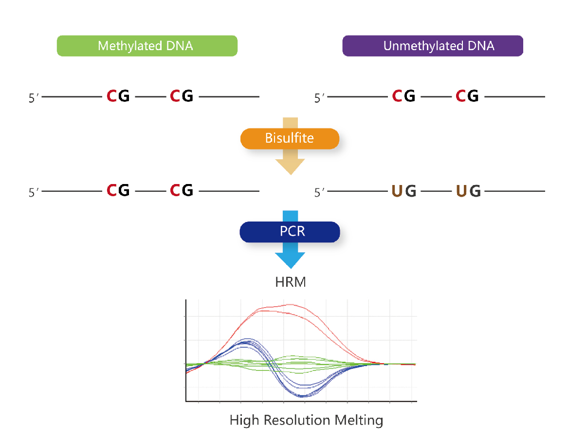 甲基化检测怎么做?