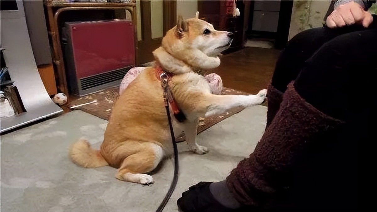 狗：扒拉我嘴原来是找茬呢 baijiahao.baidu.com