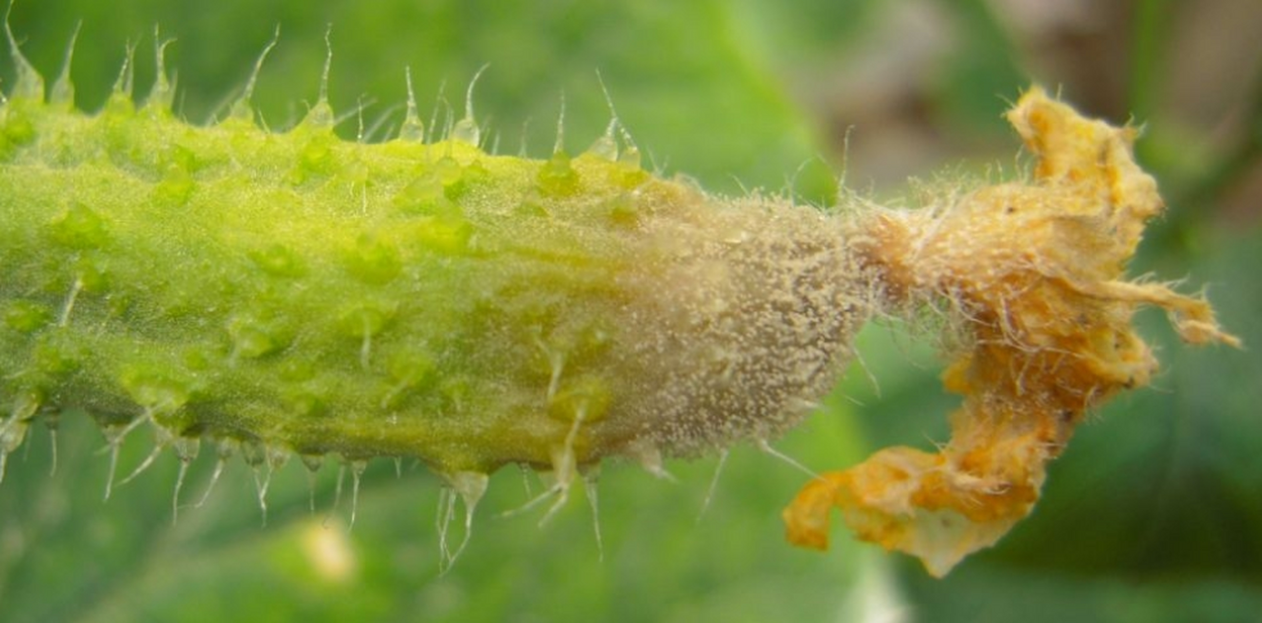 《生物農藥:用這個植物源農藥防治黃瓜灰黴病,食用更健康!