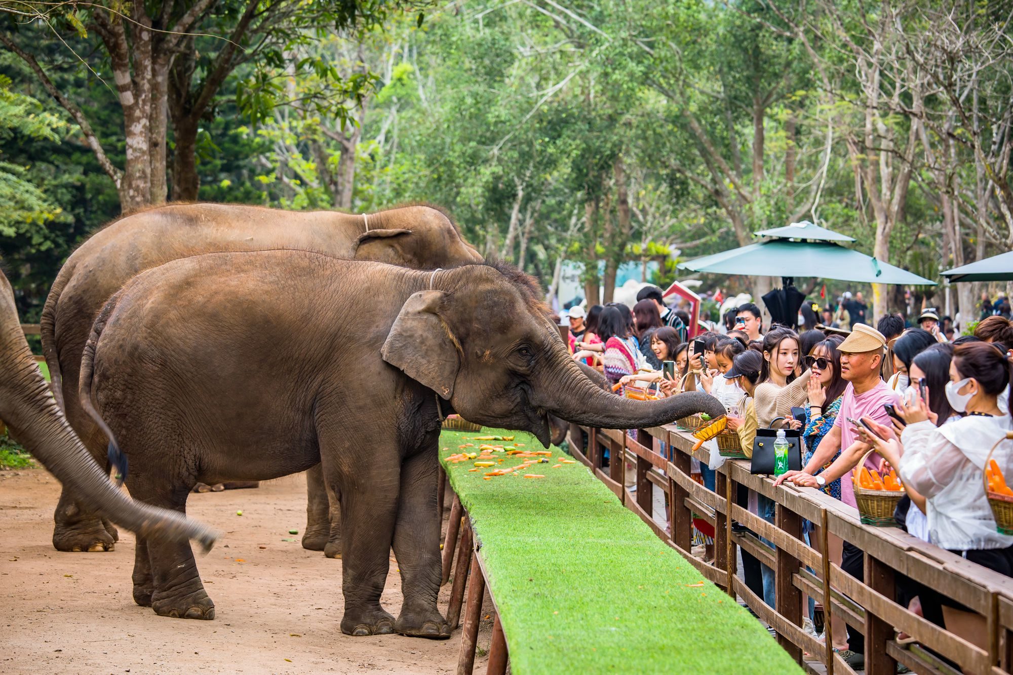 西双版纳野象谷,亚洲象在我国唯一的栖息地,吸引了众多游客前来
