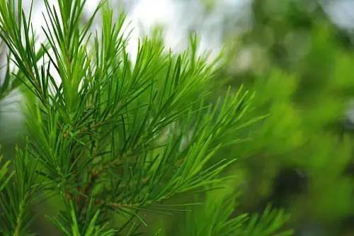 互生叶白千层对皮肤的作用