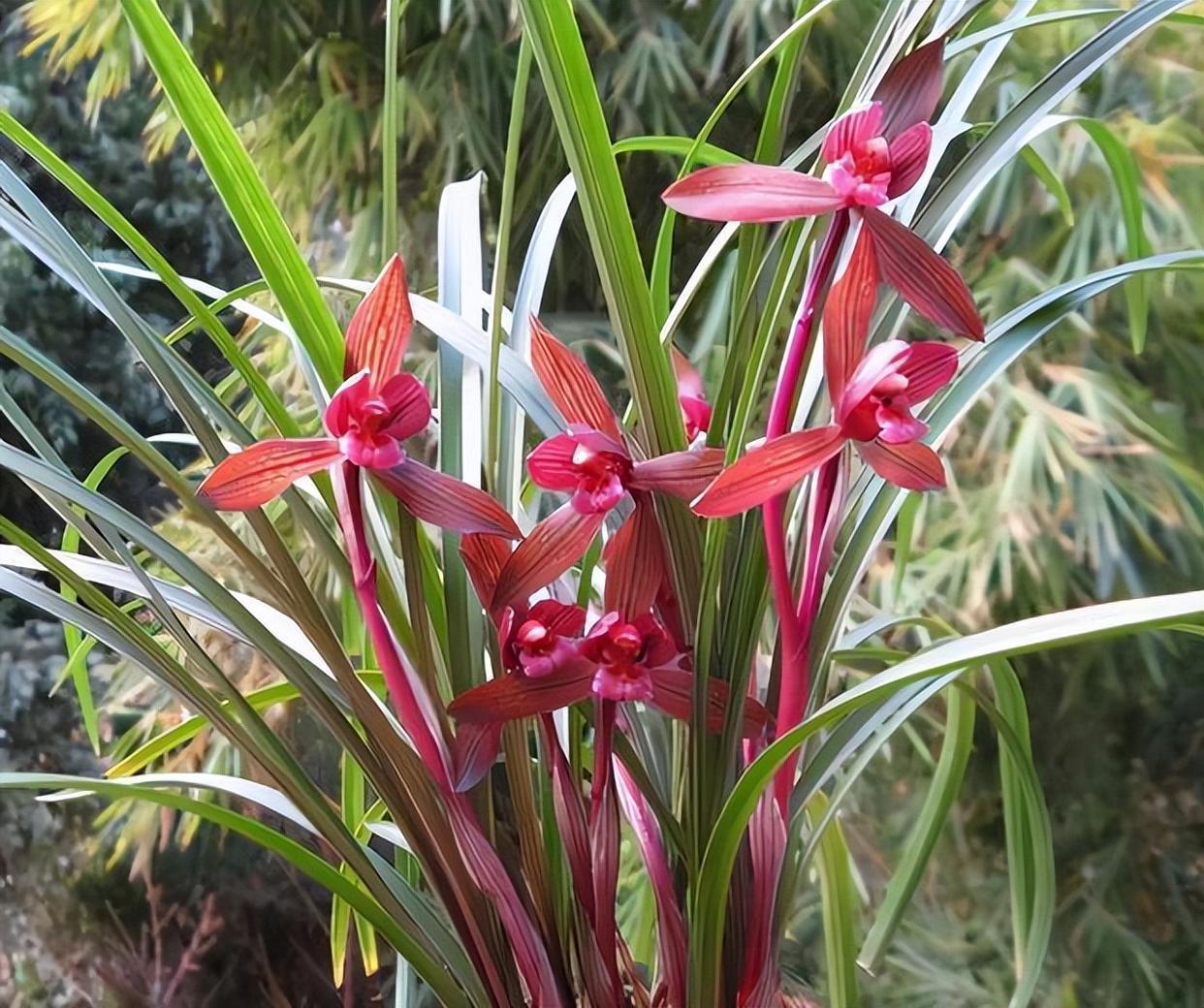 曾一苗难求的春兰极品红素,红杆红花,香气迷人,轻松打理好成活