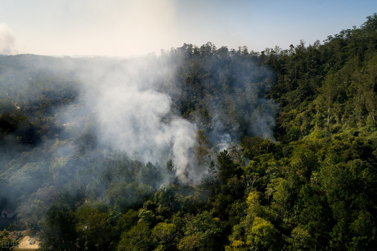 "地球之肺"——亚马逊热带雨林的巨大贡献和面临的劫难