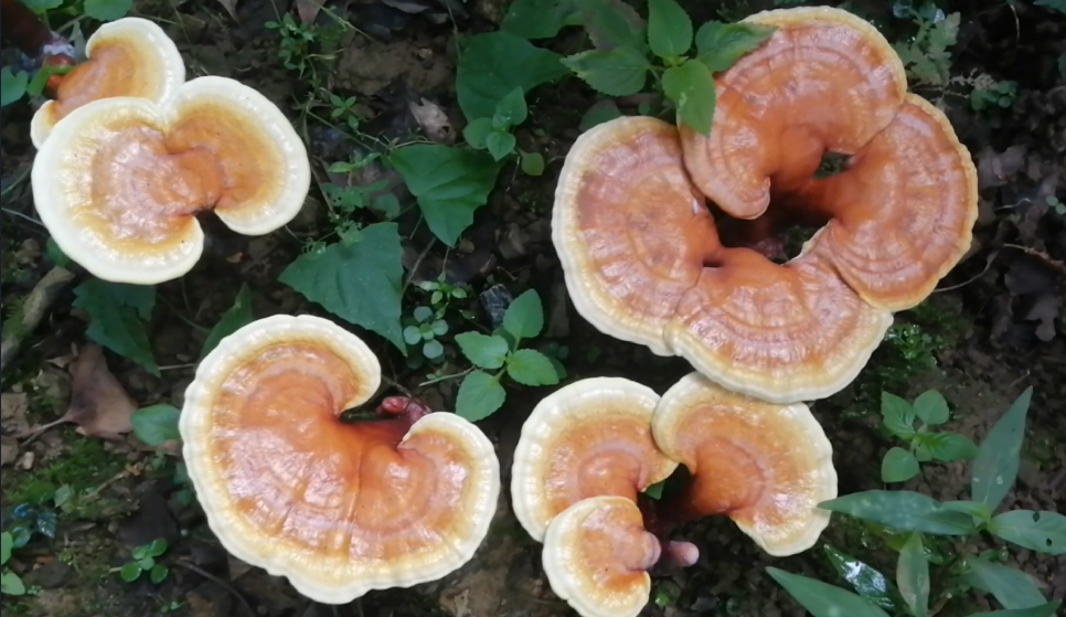 峨眉800亩灵芝仙草大丰收