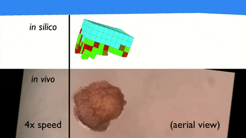 可自我修复,全球首个的活体机器人xenobots横空出世!