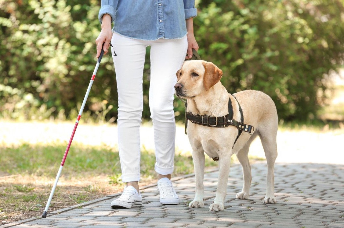 能成为导盲犬首选的拉布拉多,离不开这"6大原因"!