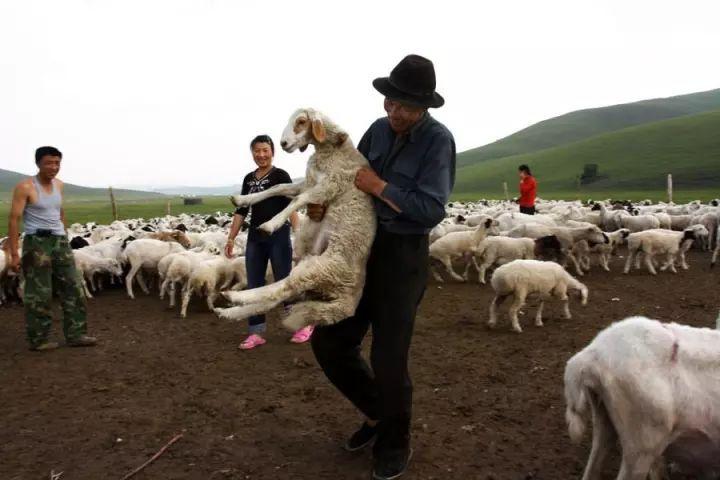 常年收羊图片图片