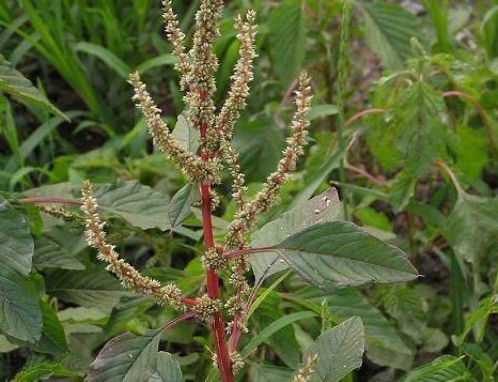 同是一种植物,在国外泛滥成灾,在国内却活成了珍贵物种的模样