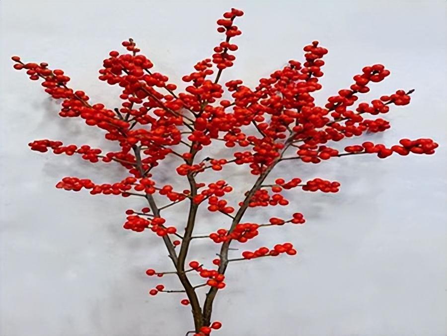 北美冬青,養護得當,紅果掛滿樹,觀賞價值高