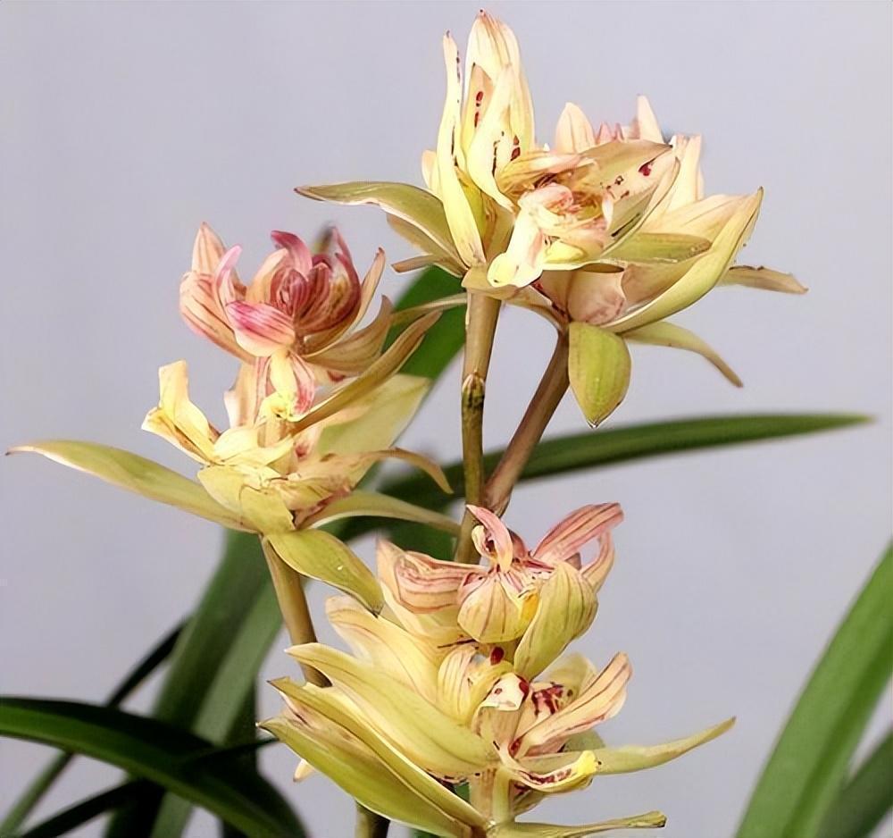 兰花中的"仙女"——富山奇蝶,花色清新,花型优雅,适合新手