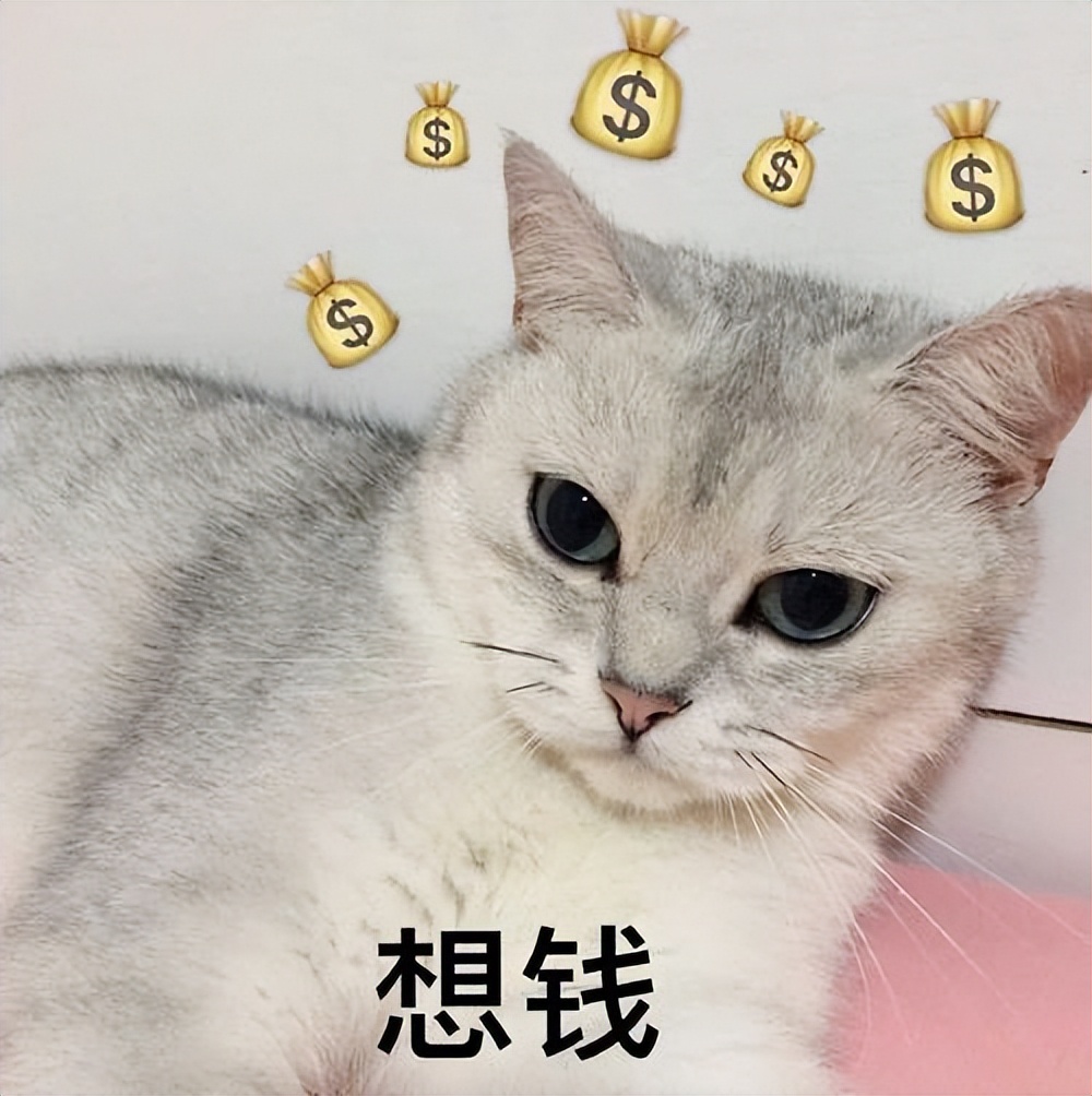 6种"旺财猫,越养越富贵,错过真的很可惜