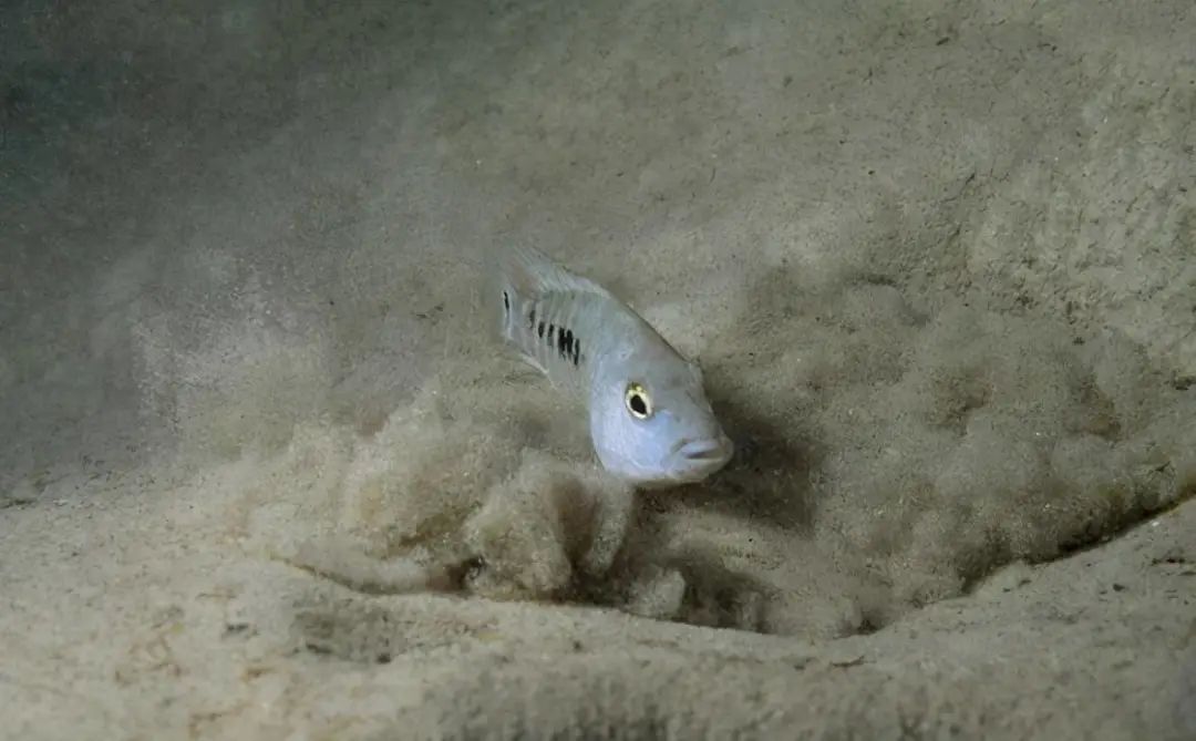 仅存38条!沙漠鱼与世隔绝了6万年,为什么不能把它们移出沙漠