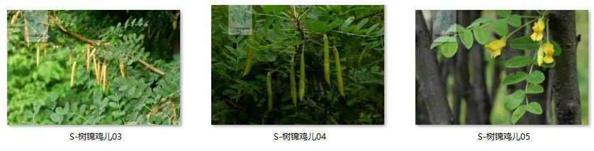 植物图片大全（各种植物图片及名称） 第52张