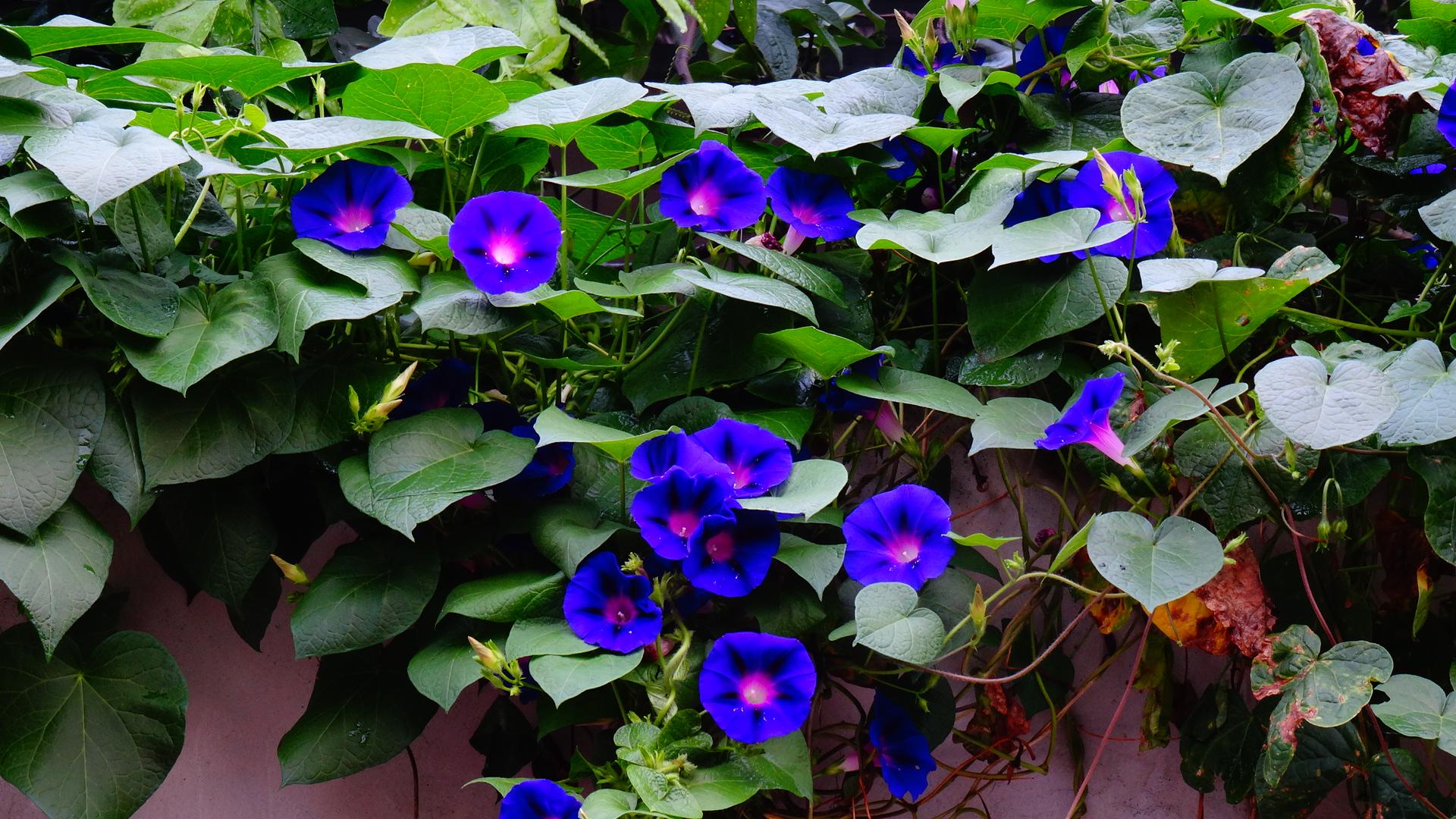 心理测试:你最喜欢哪个颜色的牵牛花?测4月会有什么惊喜等着你