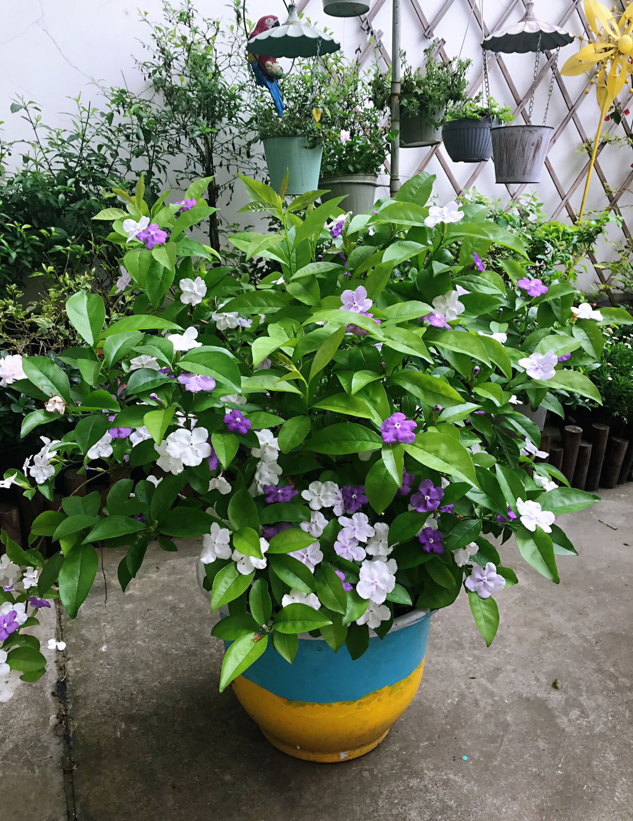 室内盆栽"新宠"—鸳鸯茉莉,树姿优雅,一树多色花,花香飘满屋