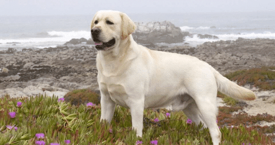 导盲犬小q掀起的潮流,爱吃爱玩的拉布拉多,你喜欢吗?