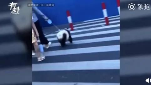 推荐四川街头有人遛熊猫?真相曝光……当事人还被警察盯上了