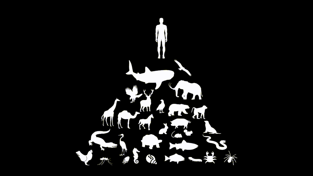 人类站在食物链顶端,为何偏好吃食草动物,而不怎么吃食肉动物?